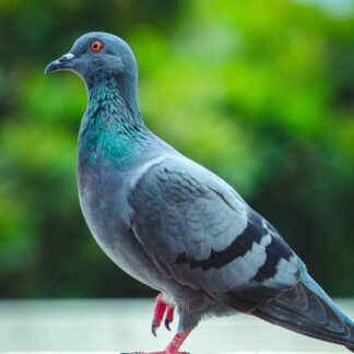 Piccione